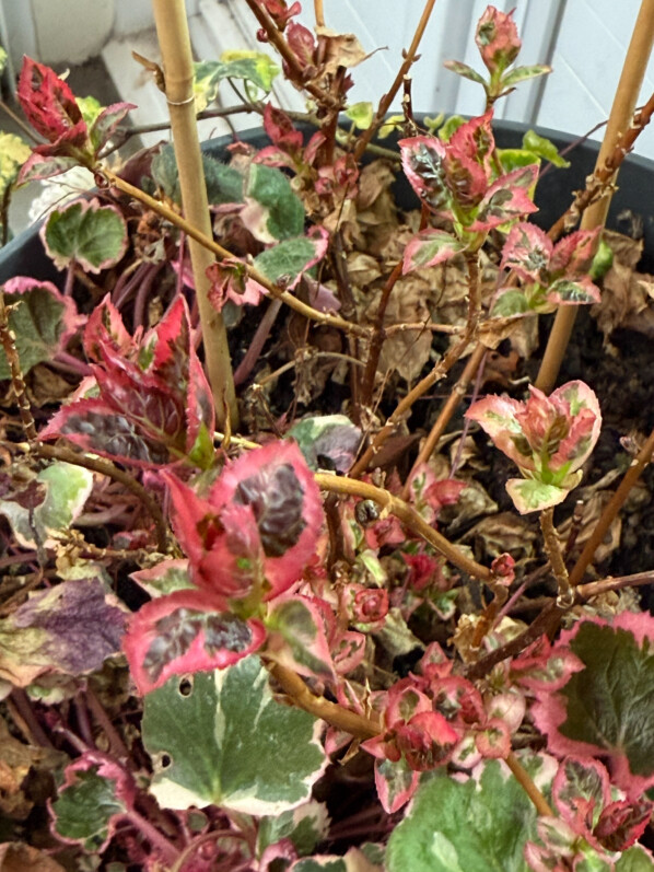 Hydrangea serrata Euphoria Pink en fin d'hiver sur mon balcon parisien, Paris 19e (75)