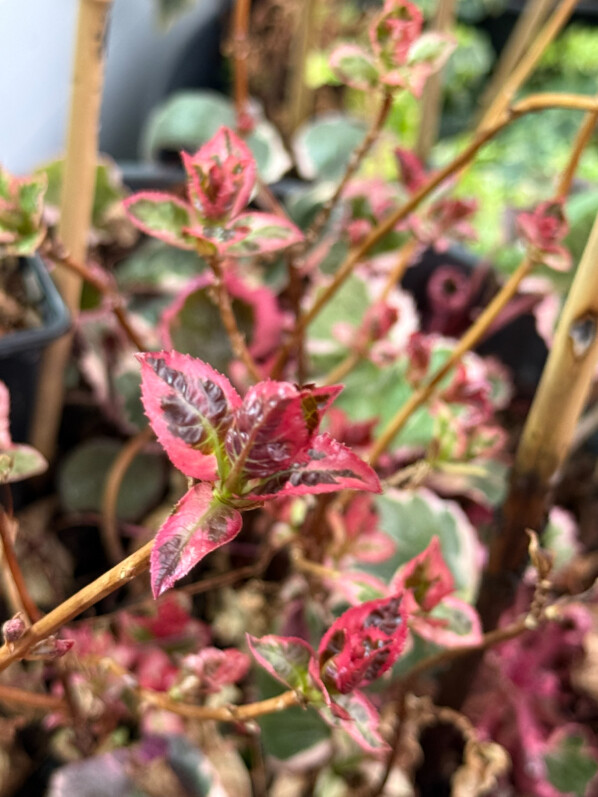 Hydrangea serrata Euphoria Pink en fin d'hiver sur mon balcon parisien, Paris 19e (75)