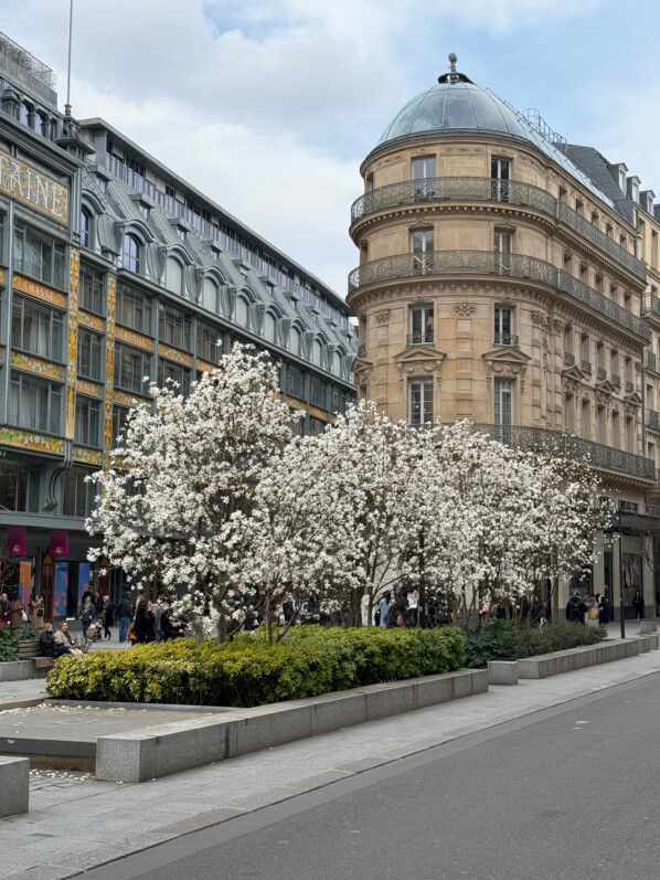 Magnolia fleuri, la Samaritaine, Paris 1er (75)