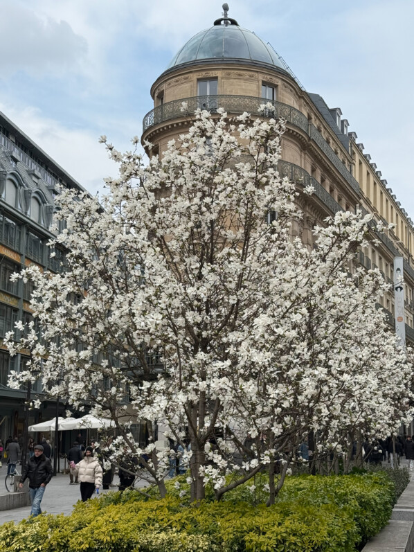 Magnolia fleuri, la Samaritaine, Paris 1er (75)