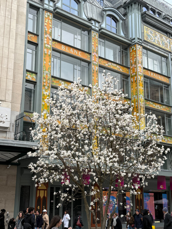 Magnolia fleuri, la Samaritaine, Paris 1er (75)