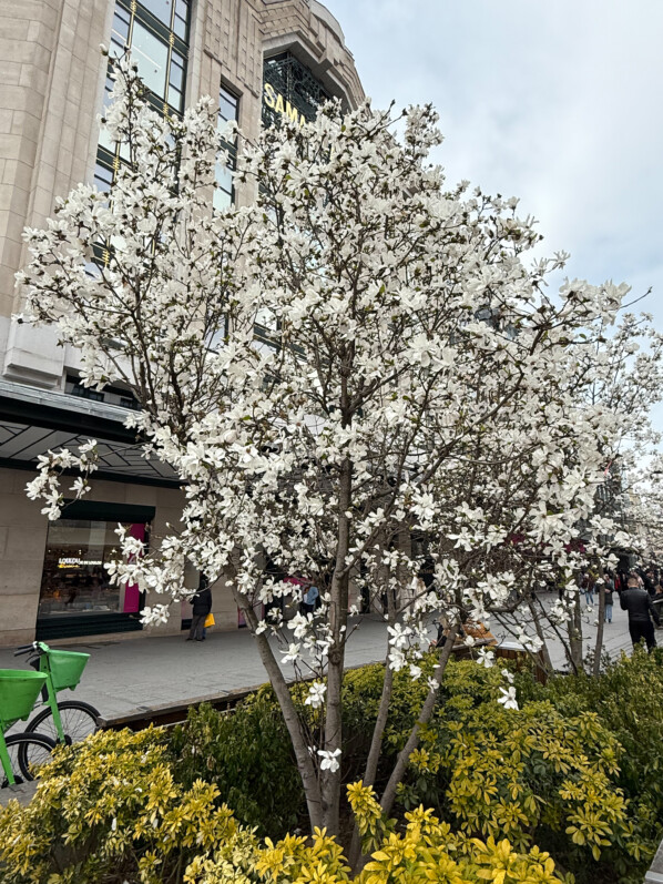 Floraison des magnolias blancs près de la Samaritaine (Paris 1er)