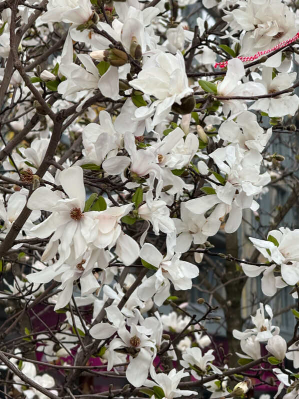 Magnolia fleuri, la Samaritaine, Paris 1er (75)