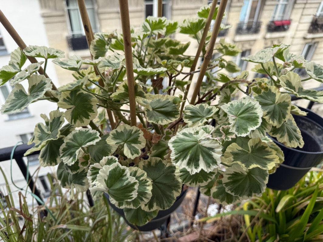 Mon Pelargonium à feuillage panaché a bien passé l’hiver sur mon balcon parisien