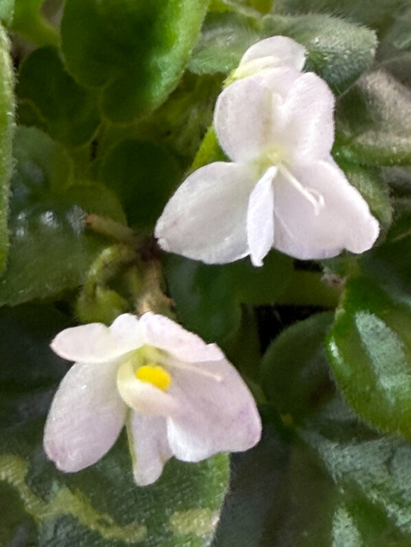 Lire la suite à propos de l’article Adorable saintpaulia miniature White Robin