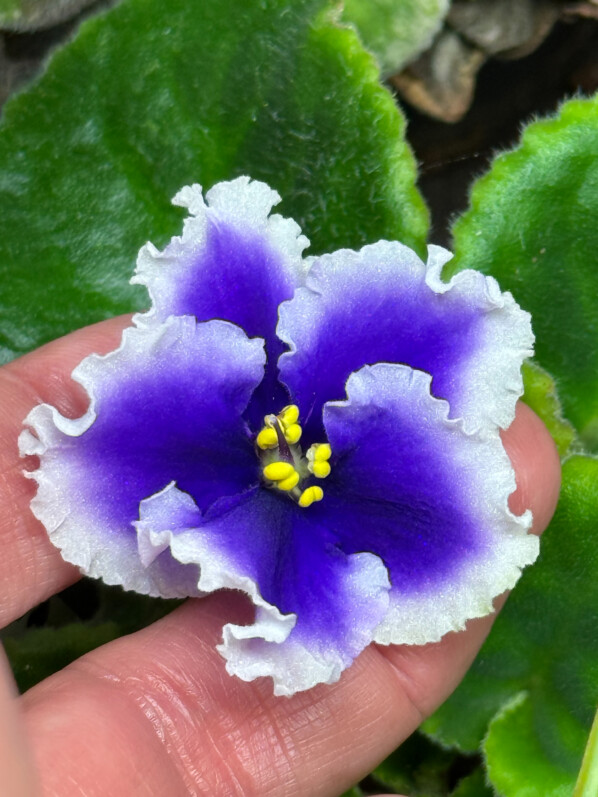 La première fleur de mon saintpaulia Dn – Rizdvo (Gesnériacées)