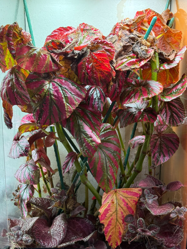 Begonia brevirimosa cultivé dans un grand terrarium : avant-après des tailles sévères