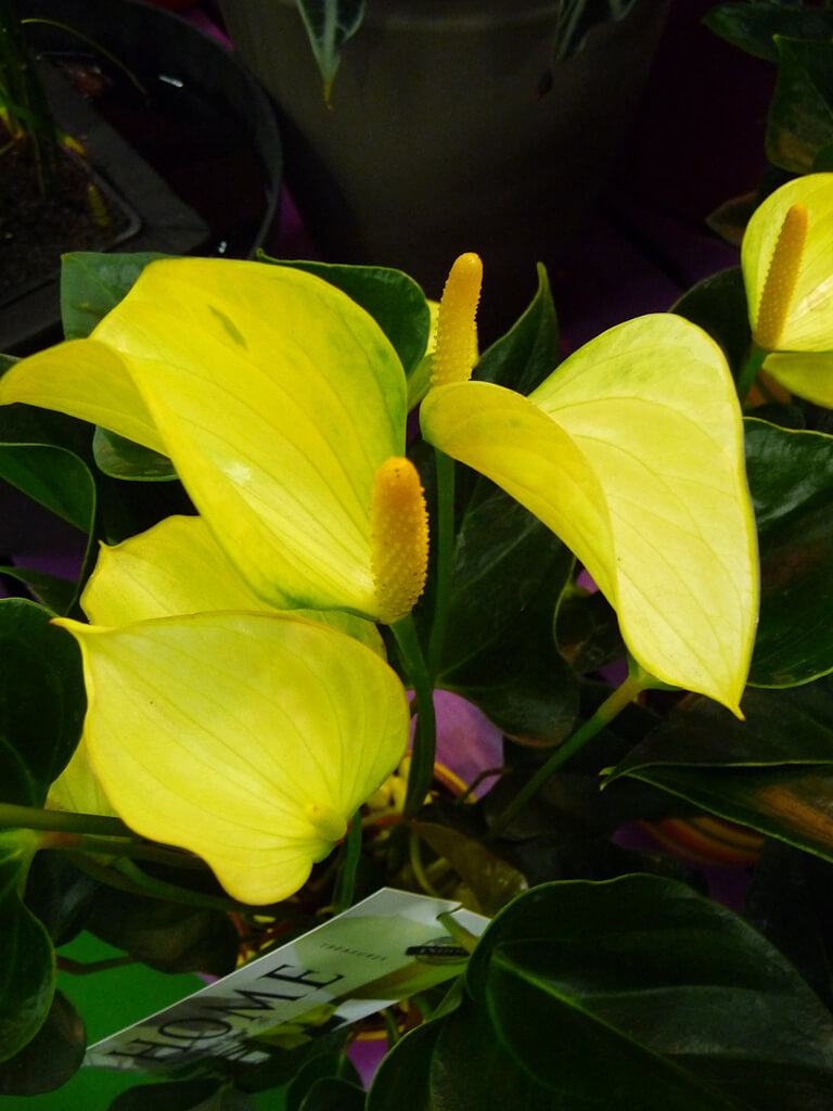 Anthurium andreanum Princess Alexia Yellow - Paris côté jardin