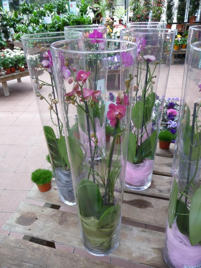 Offrir une orchid e ou une plante  fleurie en  vase  le 